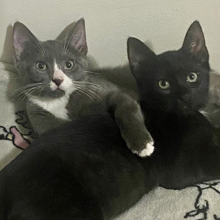 Ninja, a Adoptable Domestic Short Hair in Westhampton, NY image 3/3