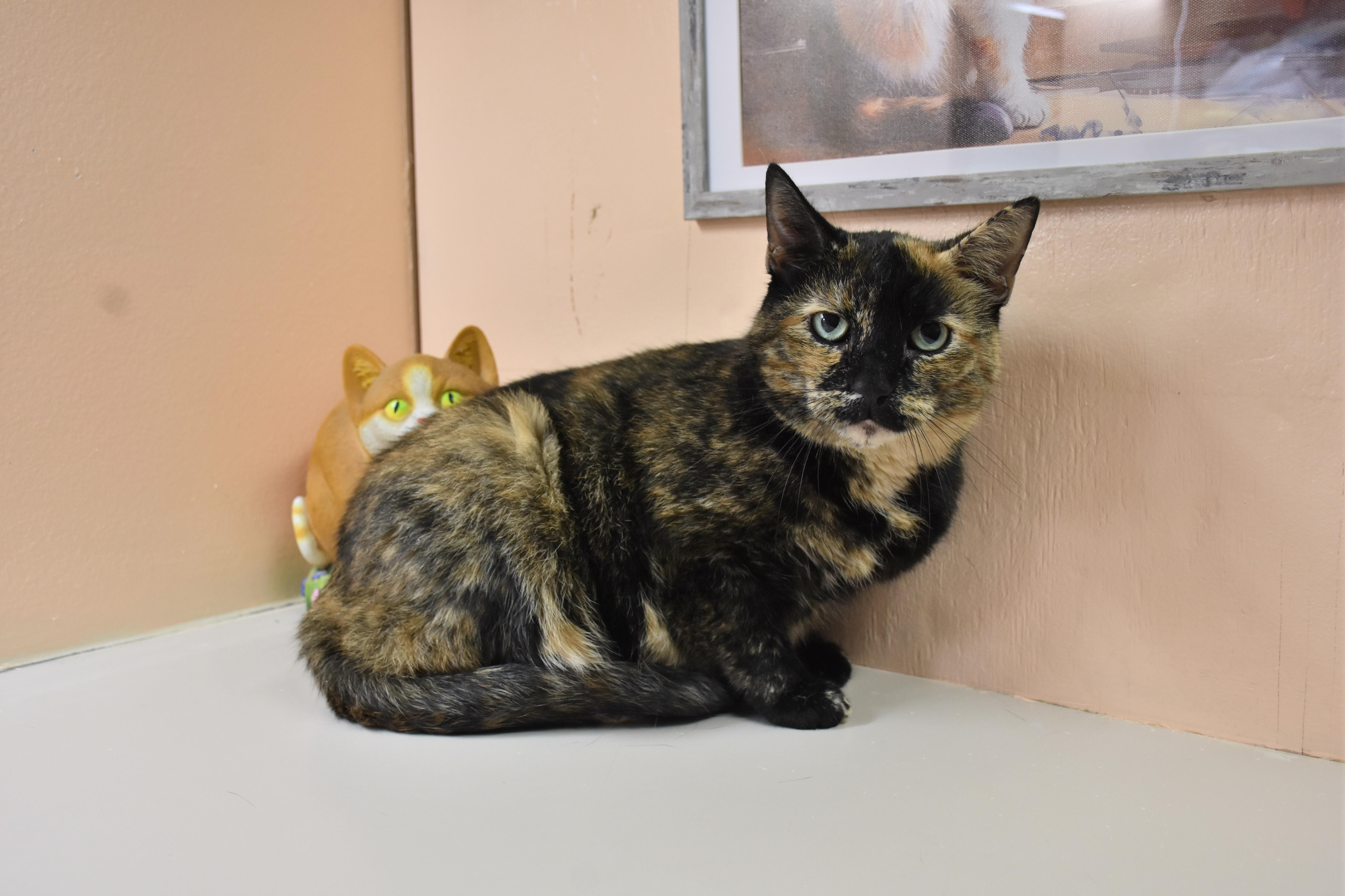 Harriet, ADOPTABLE, Adult Female Domestic Short Hair.