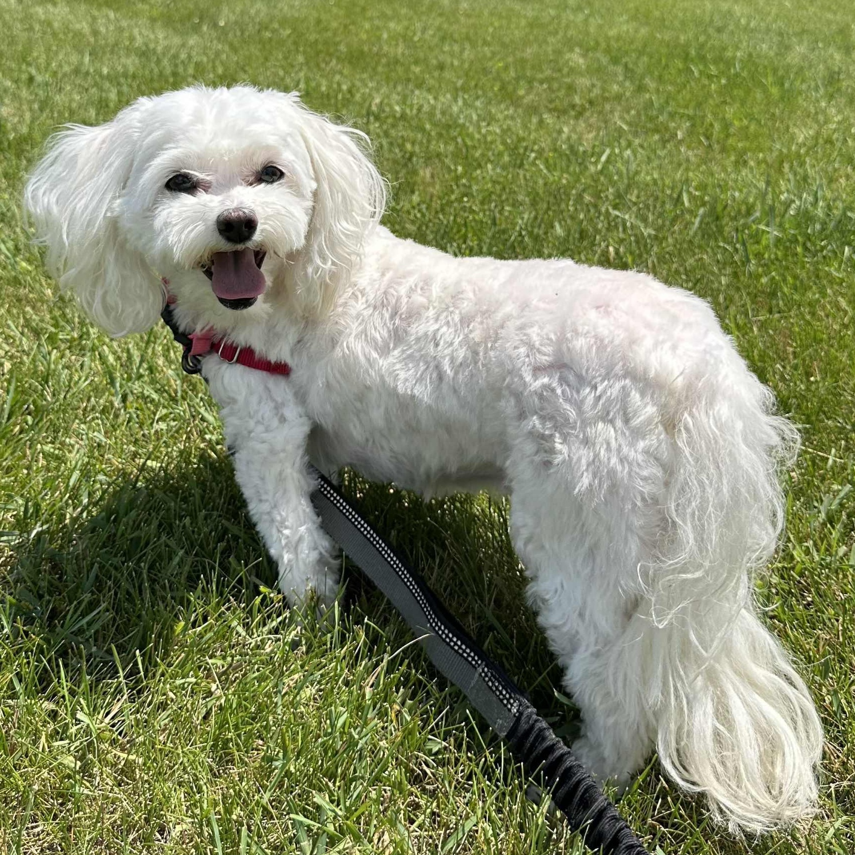 Wiggley- Foster Home Needed, an adoptable Bichon Frise in Hartland, WI, 53029 | Photo Image 4