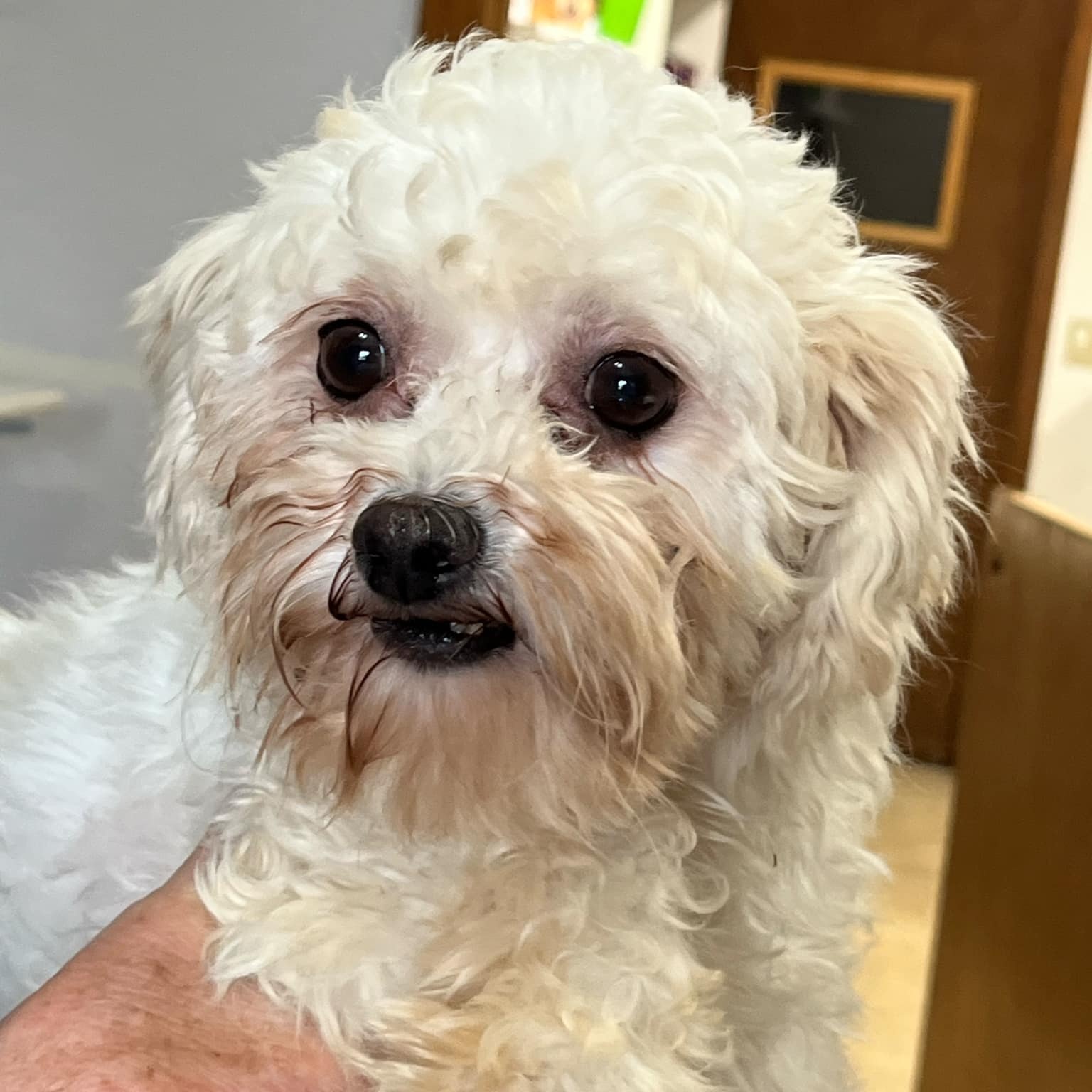 Wiggley- Foster Home Needed, an adoptable Bichon Frise in Hartland, WI, 53029 | Photo Image 2