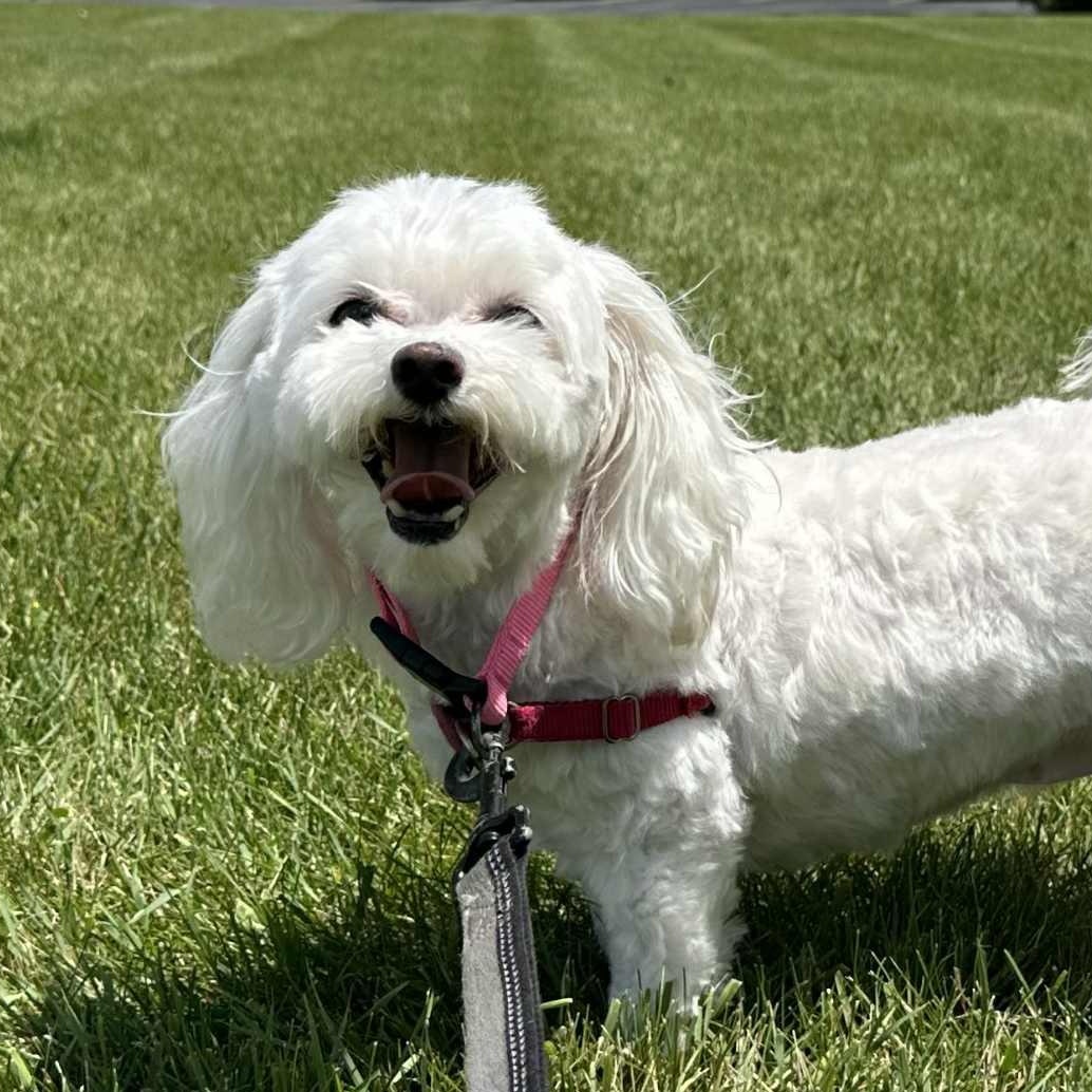 Wiggley- Foster Home Needed, an adoptable Bichon Frise in Hartland, WI, 53029 | Photo Image 5