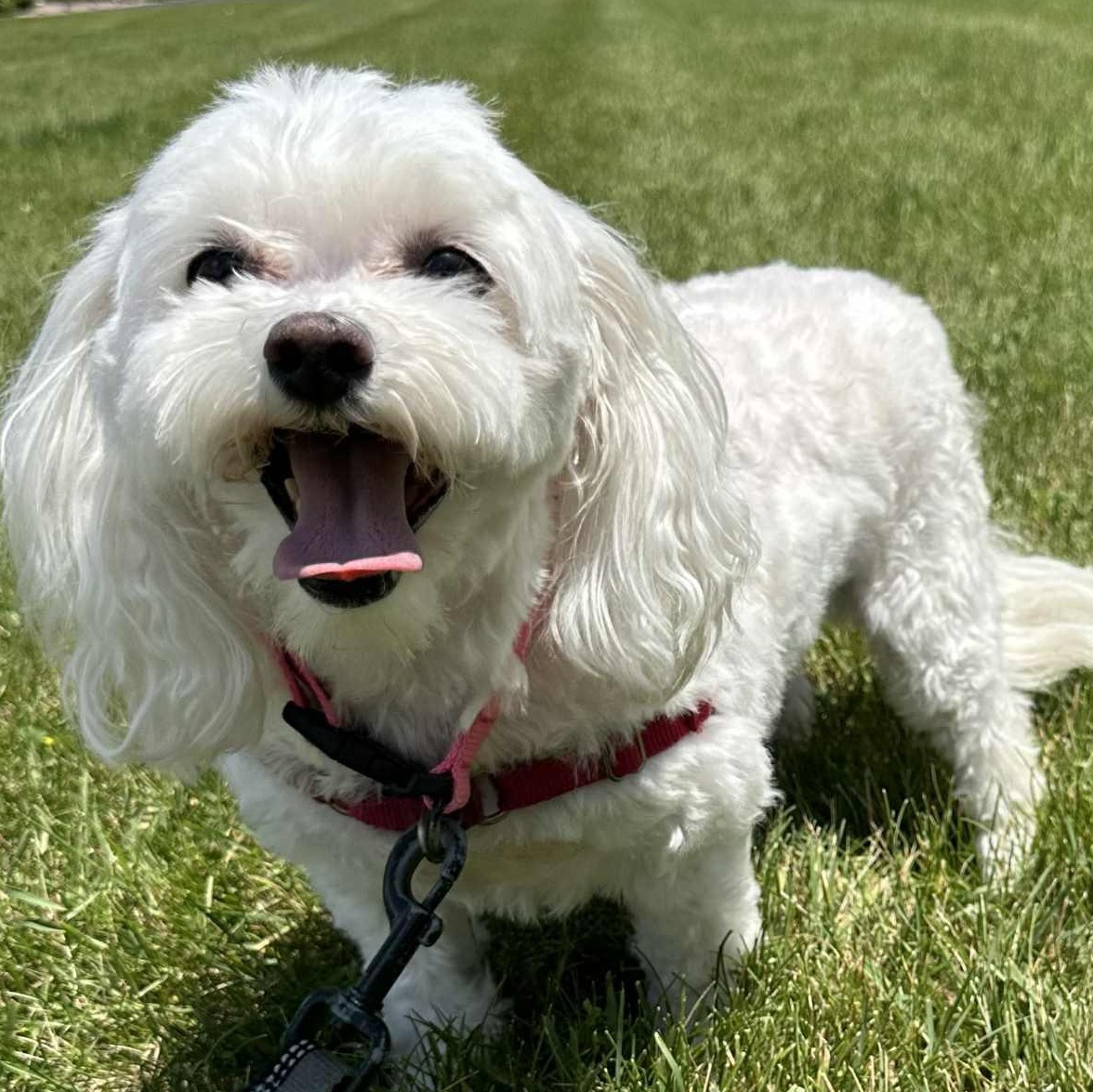 Wiggley- Foster Home Needed, an adoptable Bichon Frise in Hartland, WI, 53029 | Photo Image 6