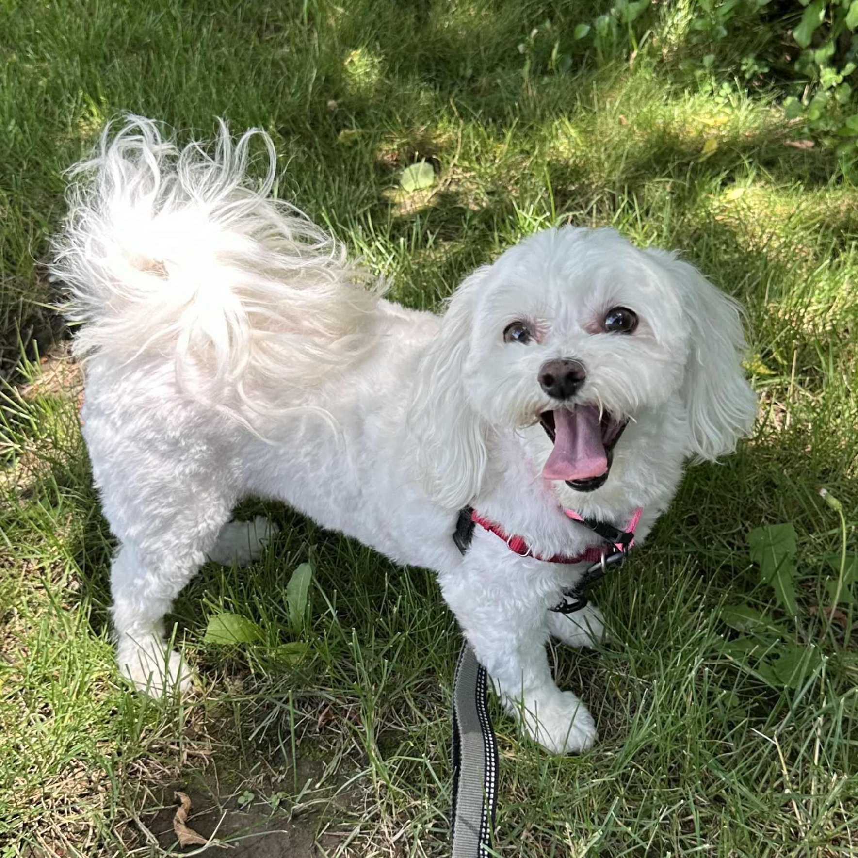 Wiggley- Foster Home Needed, an adoptable Bichon Frise in Hartland, WI, 53029 | Photo Image 1