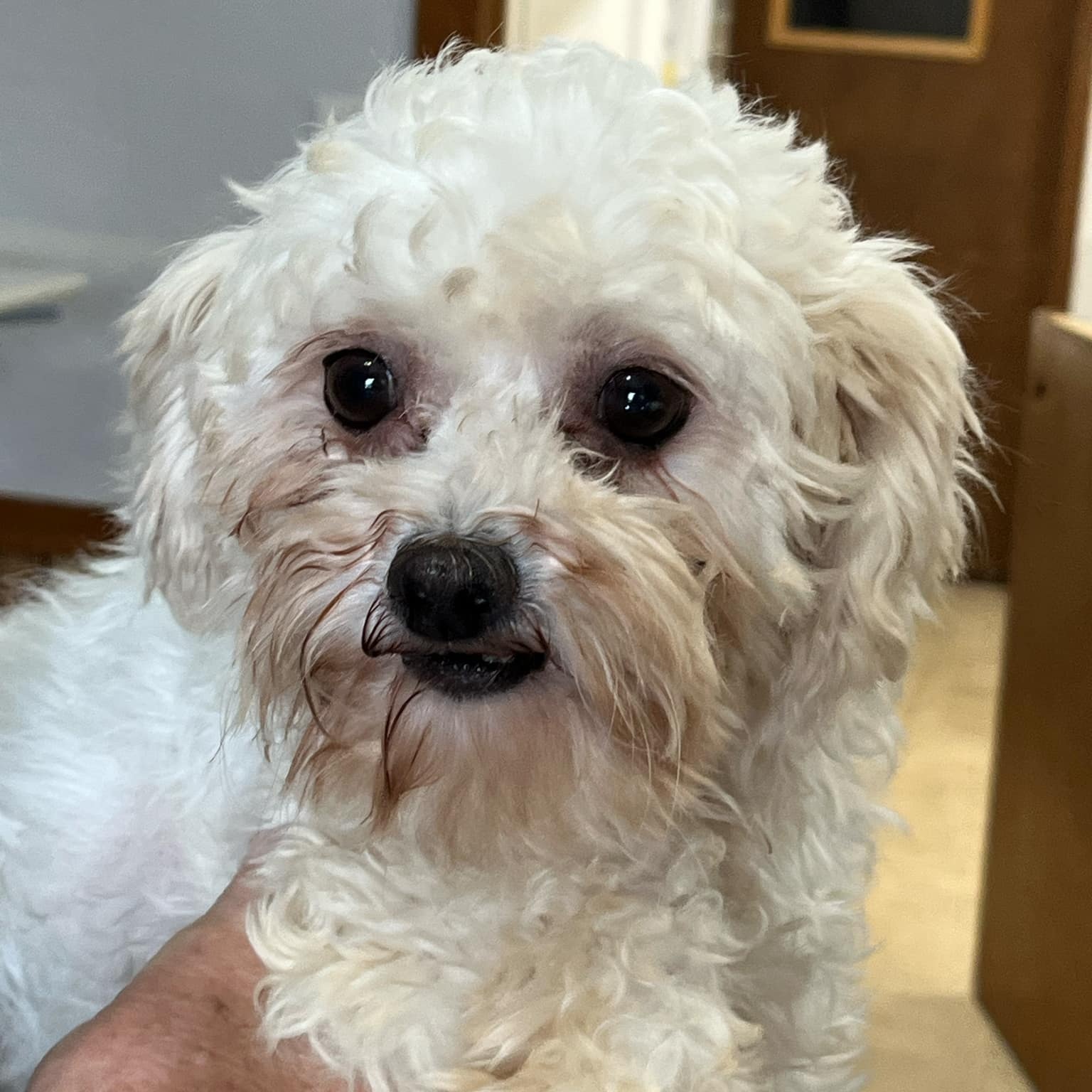 Wiggley- Foster Home Needed, an adoptable Bichon Frise in Hartland, WI, 53029 | Photo Image 3