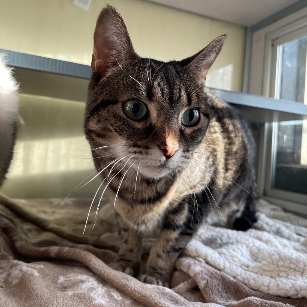 Nala, a Adoptable Domestic Short Hair in Walden, NY image 2/3