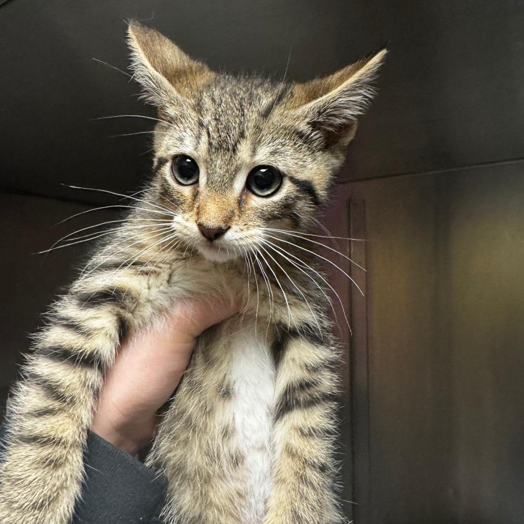Enlarge Plato, a Adoptable Domestic Short Hair in South Haven, MI image 1/3