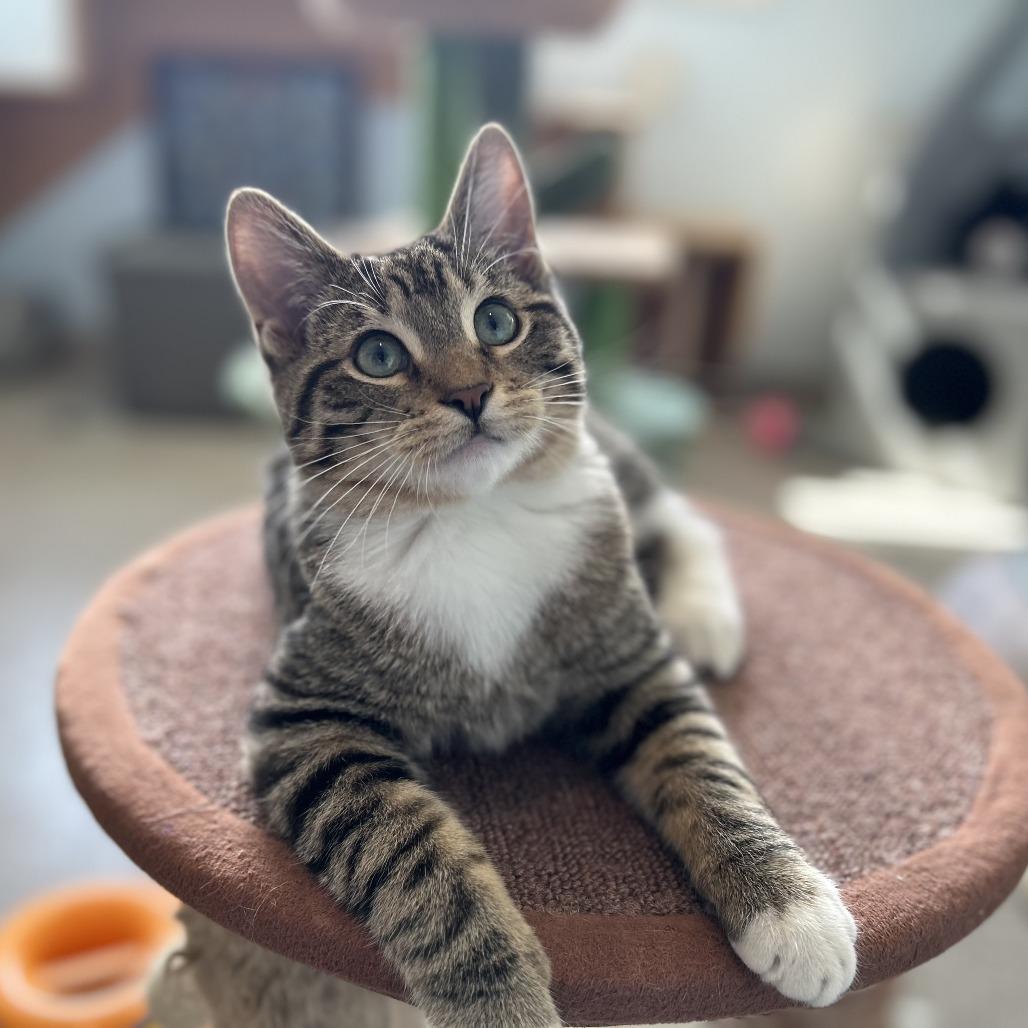 Enlarge Plato, a Adoptable Domestic Short Hair in South Haven, MI image 2/3