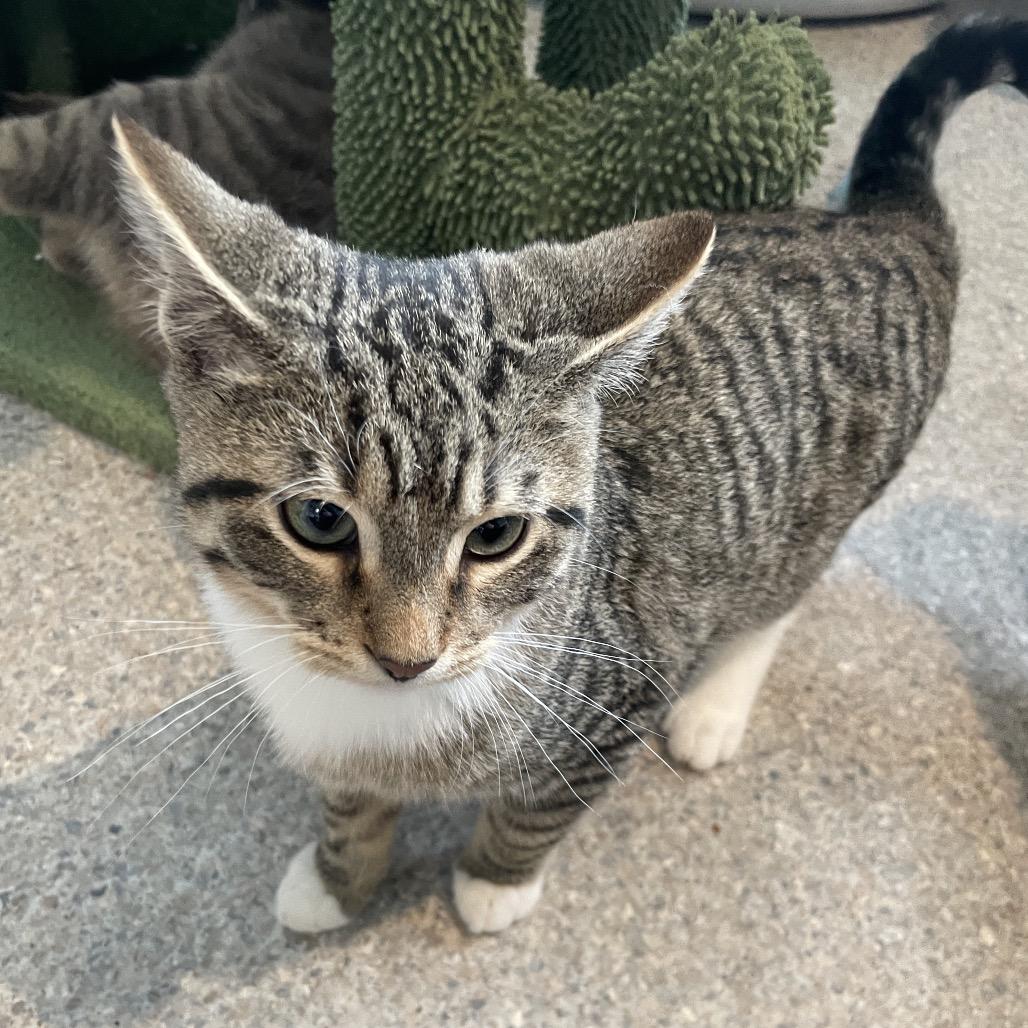 Enlarge Plato, a Adoptable Domestic Short Hair in South Haven, MI image 3/3