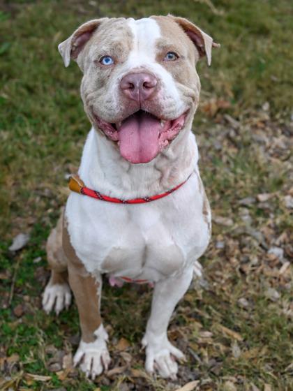 Elsinora — thumbnail 2