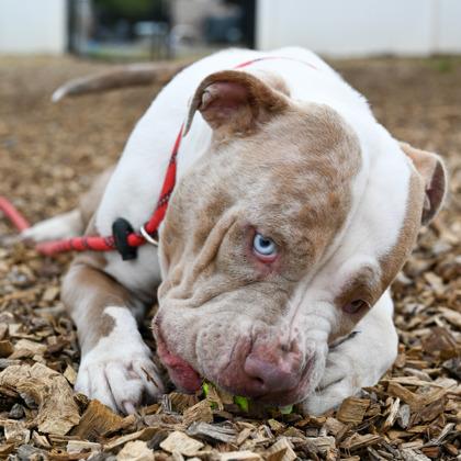 Elsinora — thumbnail 3