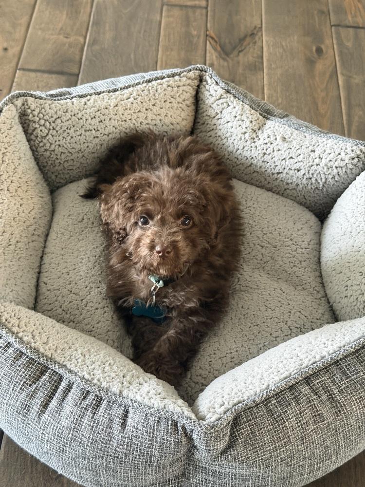 Enlarge Mini Labradoodle - Nutella, a Adoptable Labrador Retriever in Omaha, NE image 1/4
