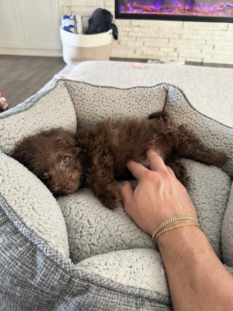 Enlarge Mini Labradoodle - Nutella, a Adoptable Labrador Retriever in Omaha, NE image 2/4