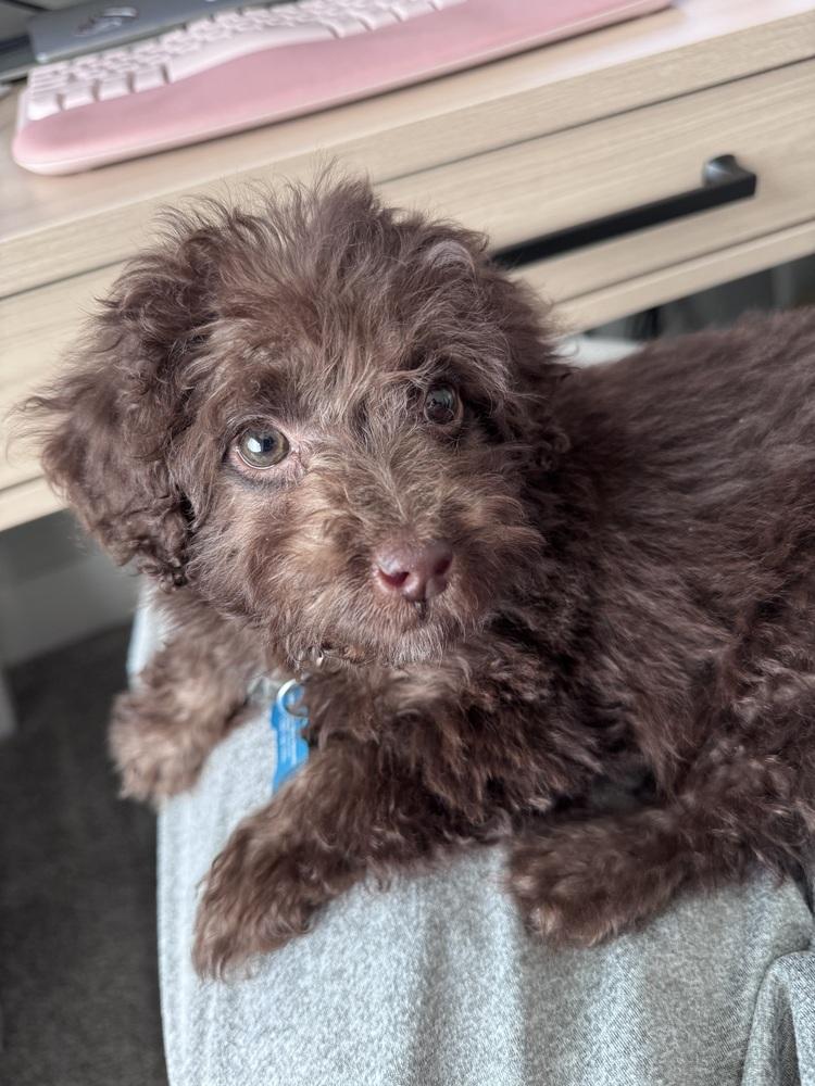 Enlarge Mini Labradoodle - Nutella, a Adoptable Labrador Retriever in Omaha, NE image 3/4