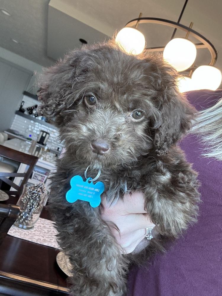 Enlarge Mini Labradoodle - Nutella, a Adoptable Labrador Retriever in Omaha, NE image 4/4