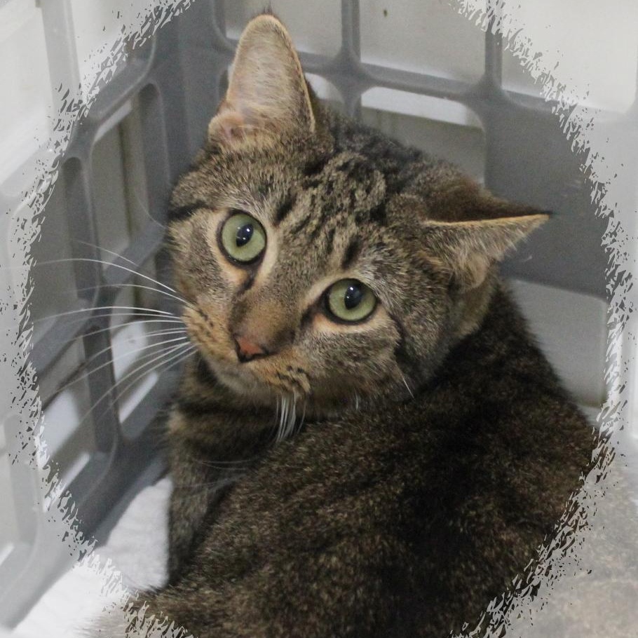 Enlarge Smokey, a ADOPTABLE Tabby in Amelia, OH image 1/1