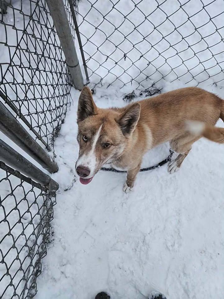 TIMBER, ADOPTABLE, Young Male Siberian Husky.