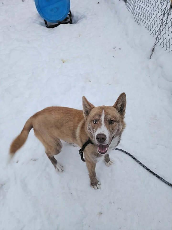 Enlarge TIMBER, a ADOPTABLE Siberian Husky in Reed City, MI image 2/2