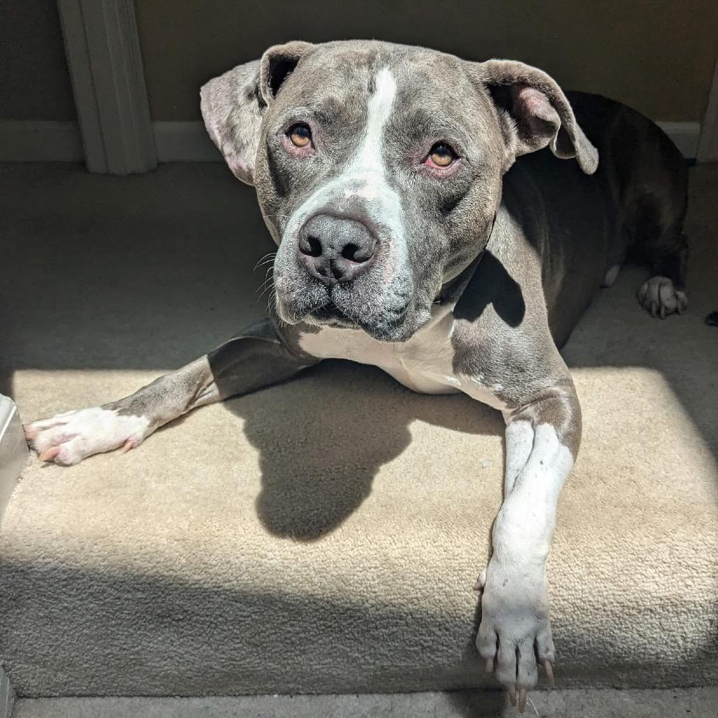 Enlarge Dre, a Adoptable mixed breed in O'Fallon, MO image 1/6