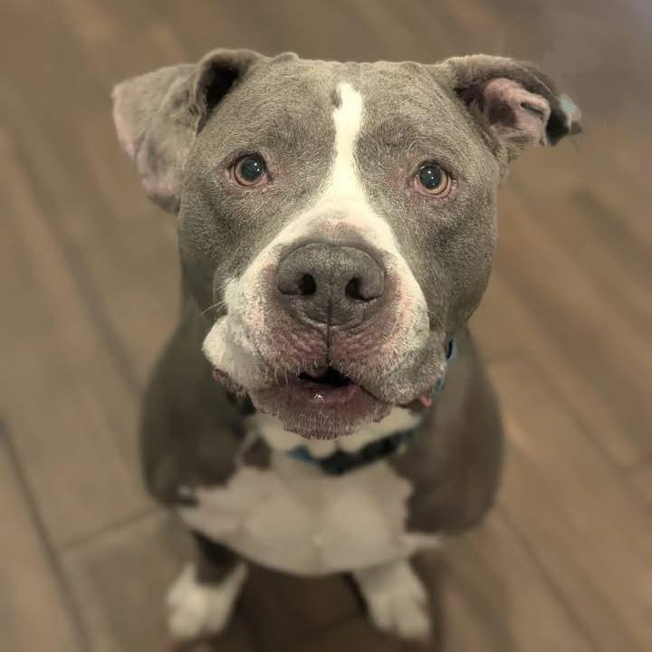 Dre, Adoptable, Senior Male American Staffordshire Terrier & Mixed Breed.