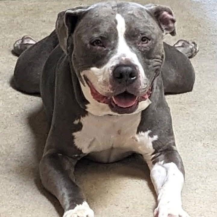 Enlarge Dre, a Adoptable mixed breed in O'Fallon, MO image 3/6