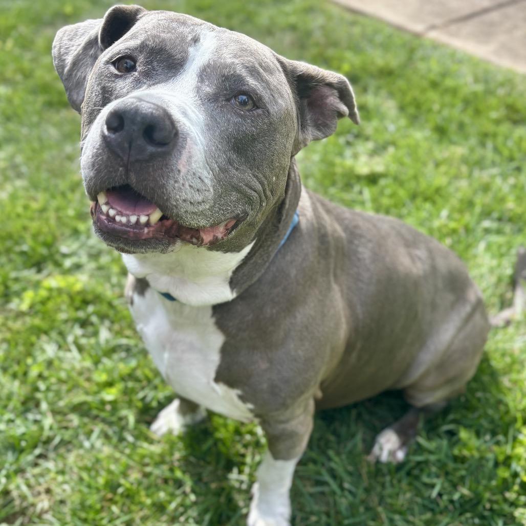 Enlarge Dre, a Adoptable mixed breed in O'Fallon, MO image 3/6