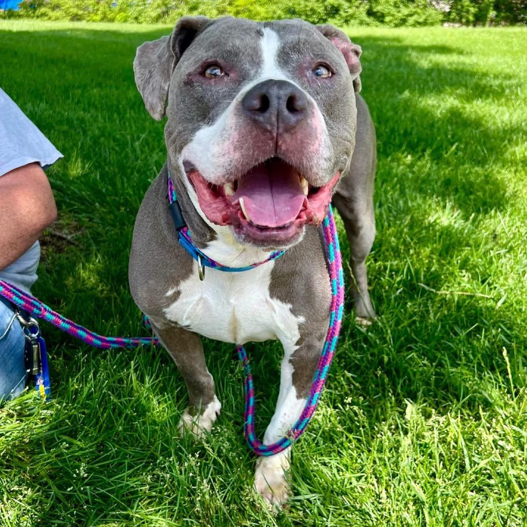 Enlarge Dre, a Adoptable mixed breed in O'Fallon, MO image 4/6