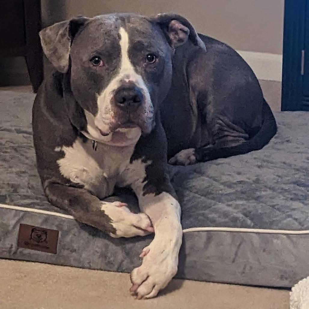 Enlarge Dre, a Adoptable mixed breed in O'Fallon, MO image 5/6