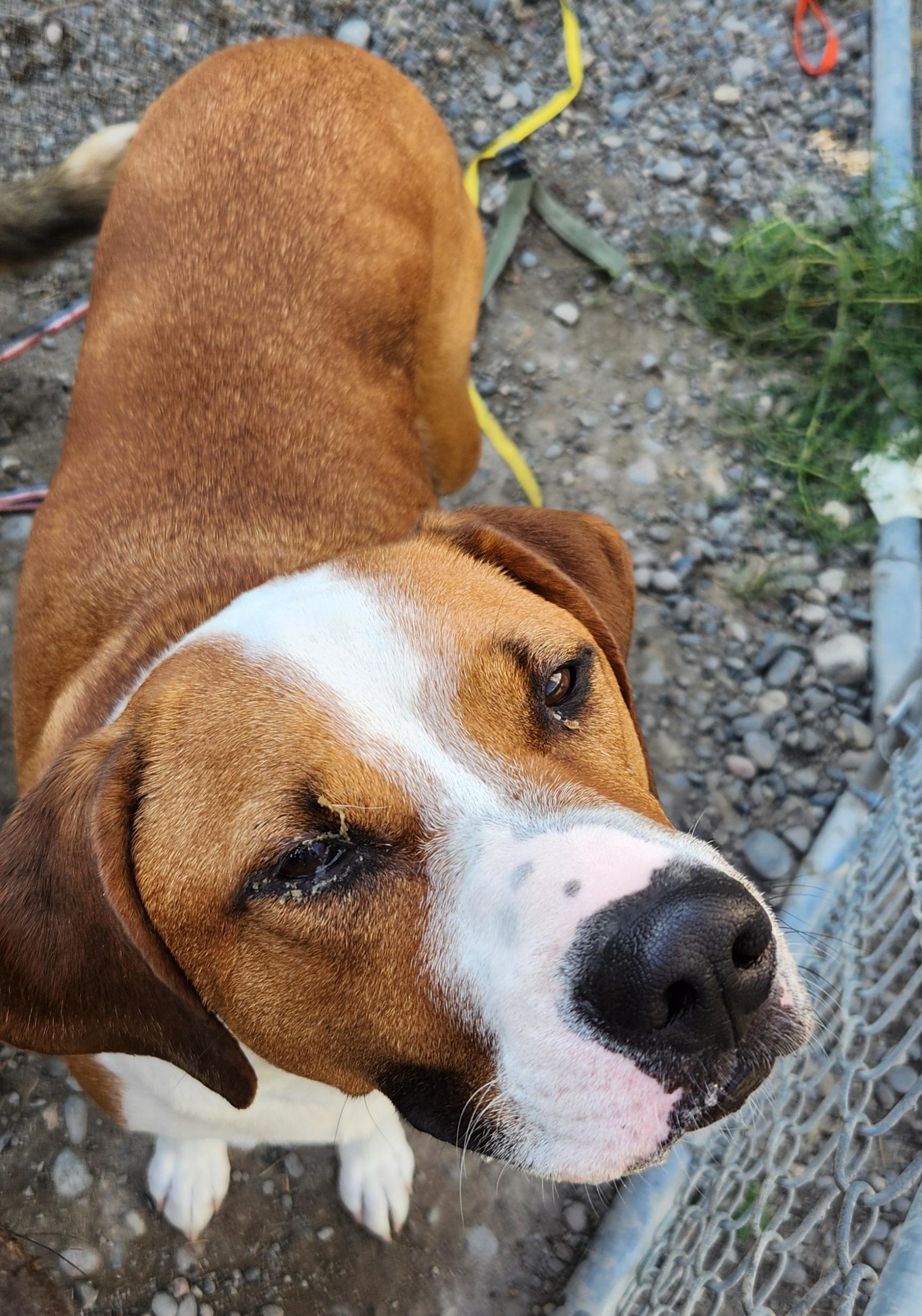 Enlarge Duke, a Adopted mixed breed in Billings, MT image 1/1