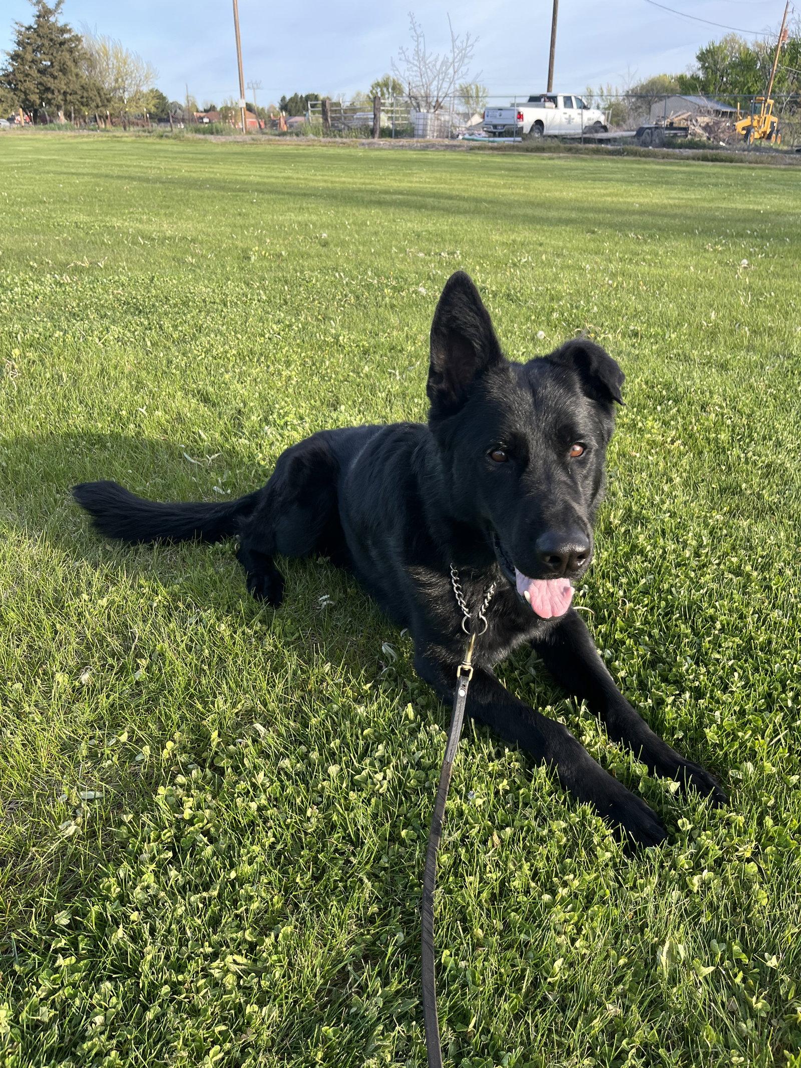 Enlarge Adoption Pending - Maxx, a Adoptable German Shepherd Dog in Emmett, ID image 1/2