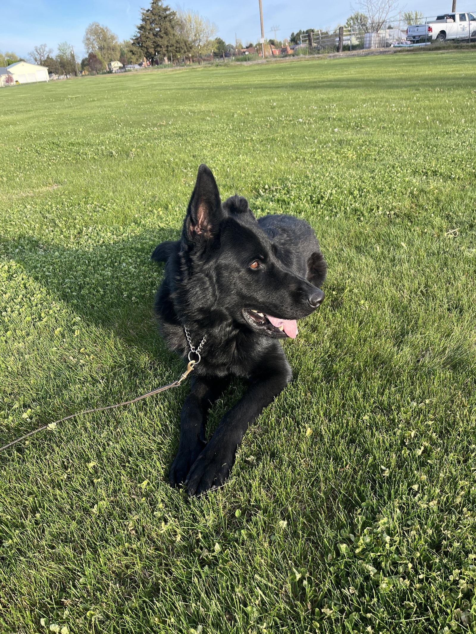 Enlarge Adoption Pending - Maxx, a Adoptable German Shepherd Dog in Emmett, ID image 2/2