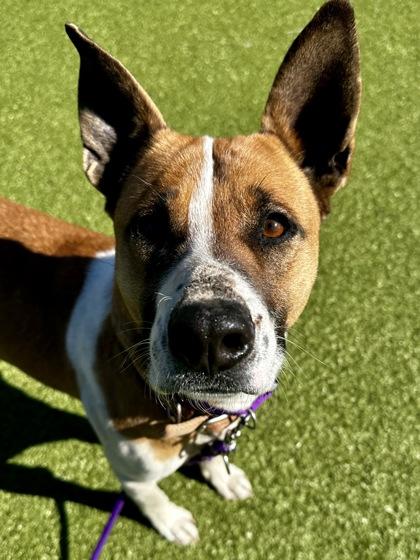 Meep, Adoptable, Adult Female Mixed Breed & Mixed Breed.