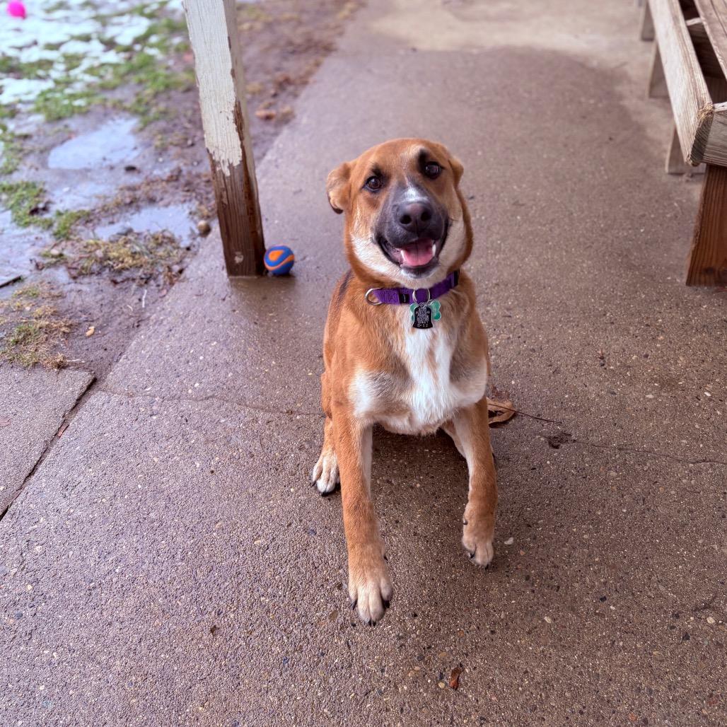 Enlarge Draco , a ADOPTABLE Mixed Breed in Fenton, MI image 3/4