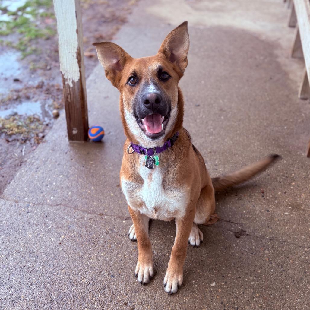 Draco , ADOPTABLE, Young Male Mixed Breed.