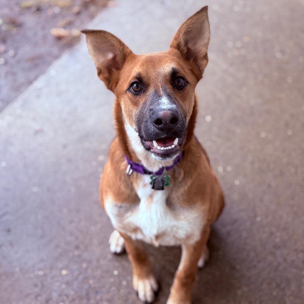 Enlarge Draco , a ADOPTABLE Mixed Breed in Fenton, MI image 4/4