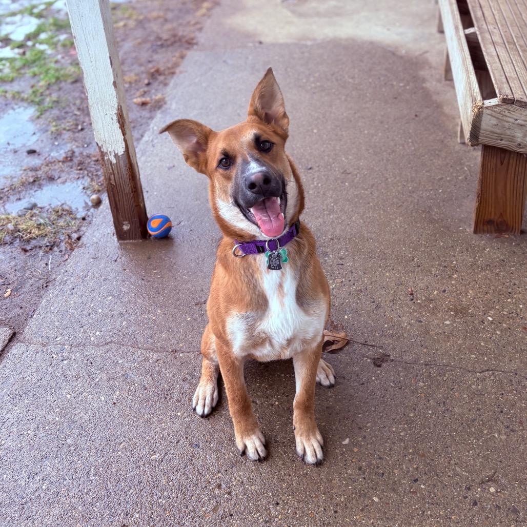 Enlarge Draco , a ADOPTABLE Mixed Breed in Fenton, MI image 2/4