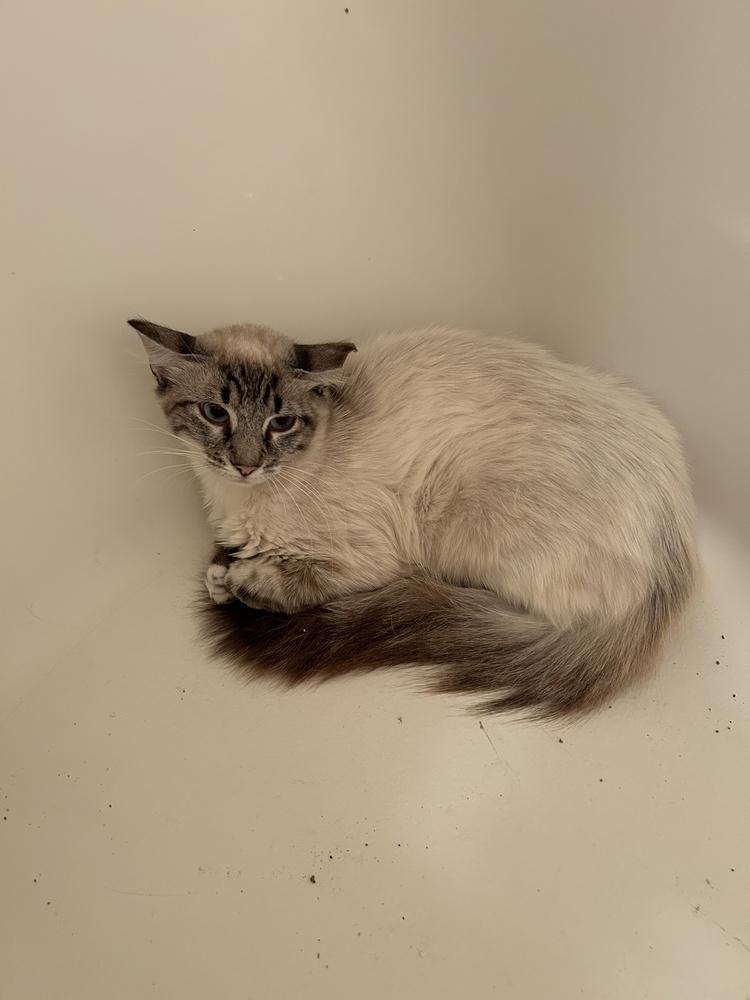 Toriel, Adoptable, Adult Female Siamese & American Shorthair.