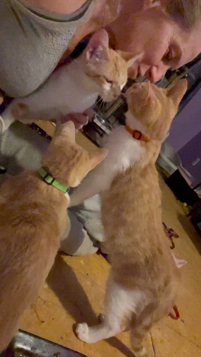 Enlarge Sherbet, a ADOPTABLE mixed breed in Newark valley, NY video 4/5