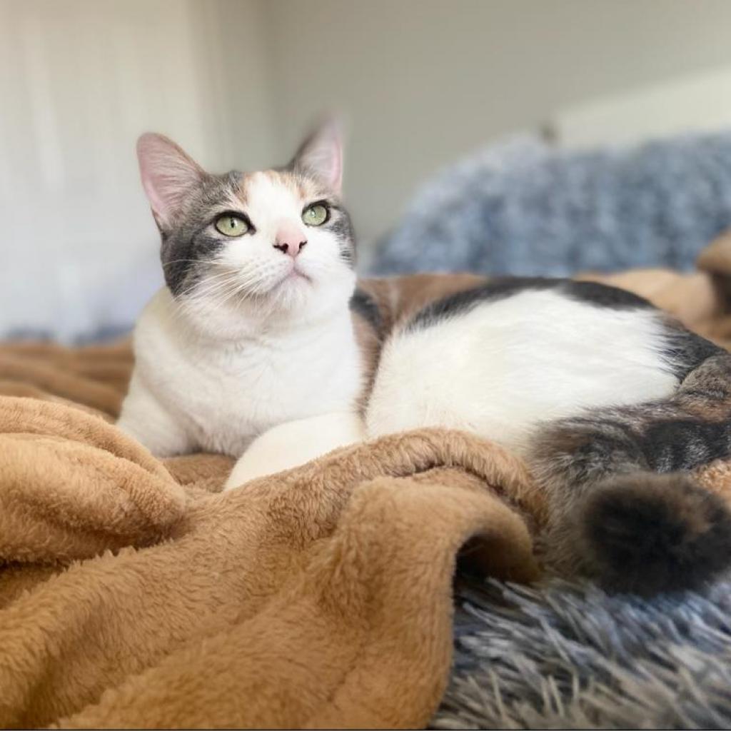 Millie, Adoptable, Adult Female Domestic Medium Hair.