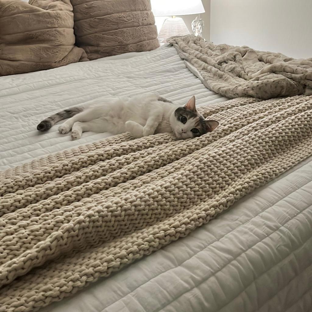 Enlarge Millie, a Adoptable Domestic Medium Hair in Las Vegas, NV image 1/6