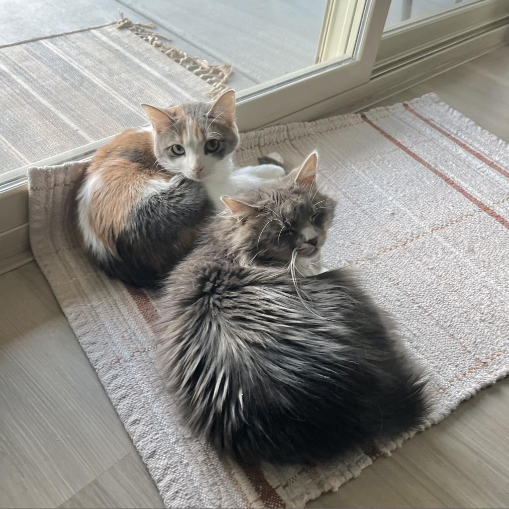 Enlarge Millie, a Adoptable Domestic Medium Hair in Las Vegas, NV image 2/6