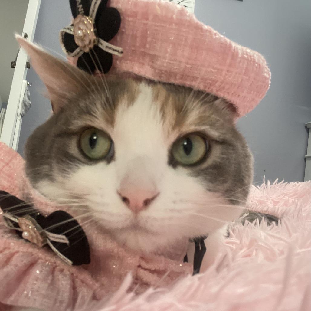 Enlarge Millie, a Adoptable Domestic Medium Hair in Las Vegas, NV image 3/6