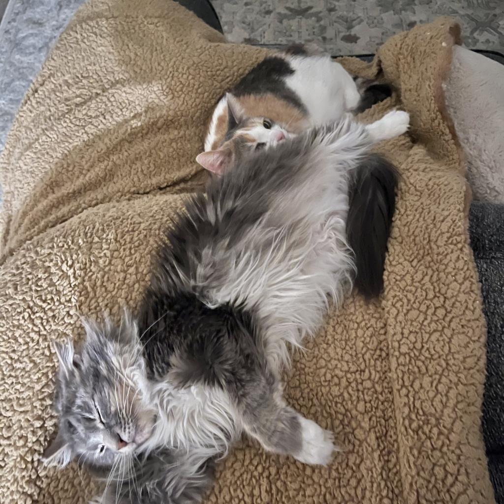 Enlarge Millie, a Adoptable Domestic Medium Hair in Las Vegas, NV image 4/6