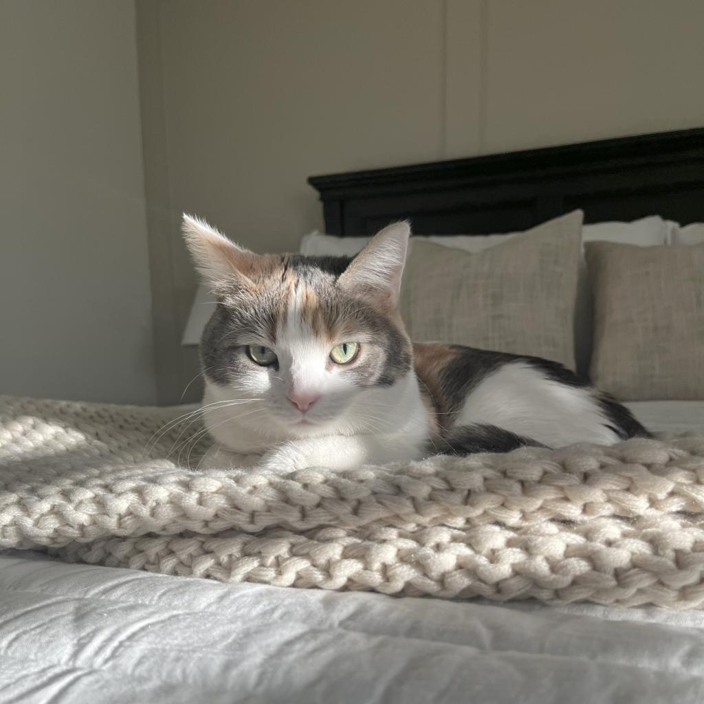 Enlarge Millie, a Adoptable Domestic Medium Hair in Las Vegas, NV image 5/6