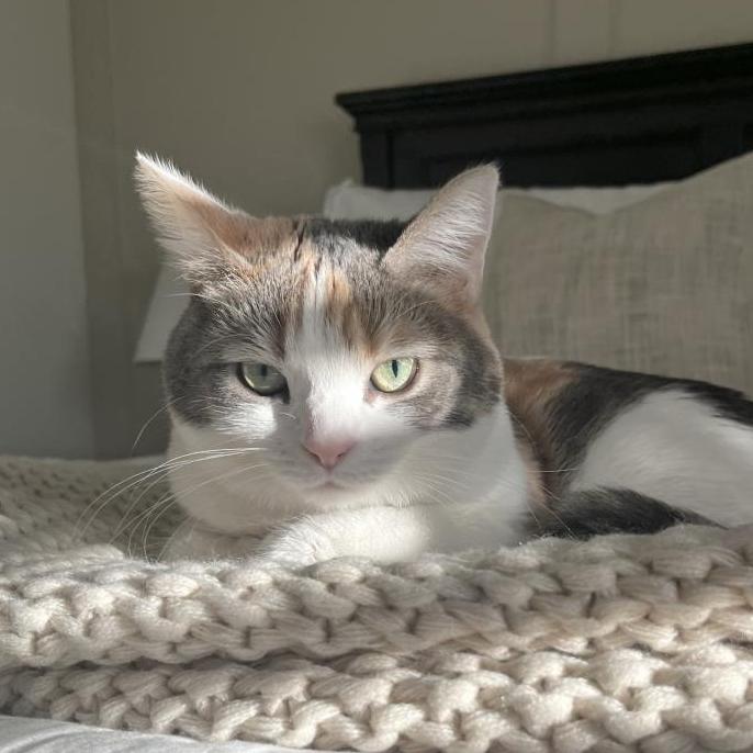 Enlarge Millie, a Adoptable Domestic Medium Hair in Las Vegas, NV image 5/6