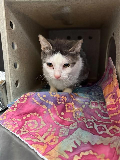 Enlarge MEOWTEOR, a Adoptable Domestic Short Hair in Louisville, KY image 1/1