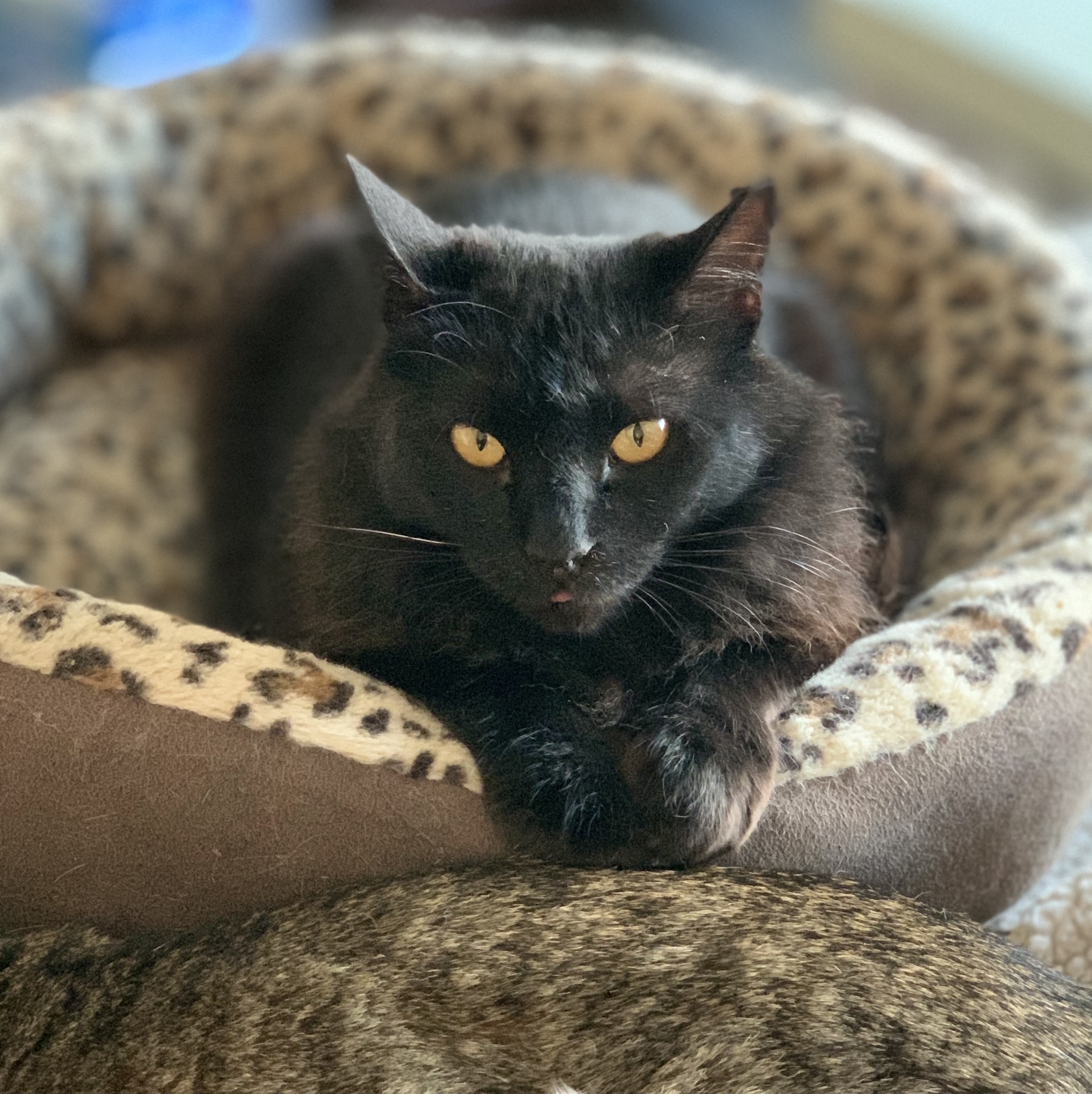 Scarlett, a Adoptable Domestic Medium Hair in Anaheim, CA image 1/4
