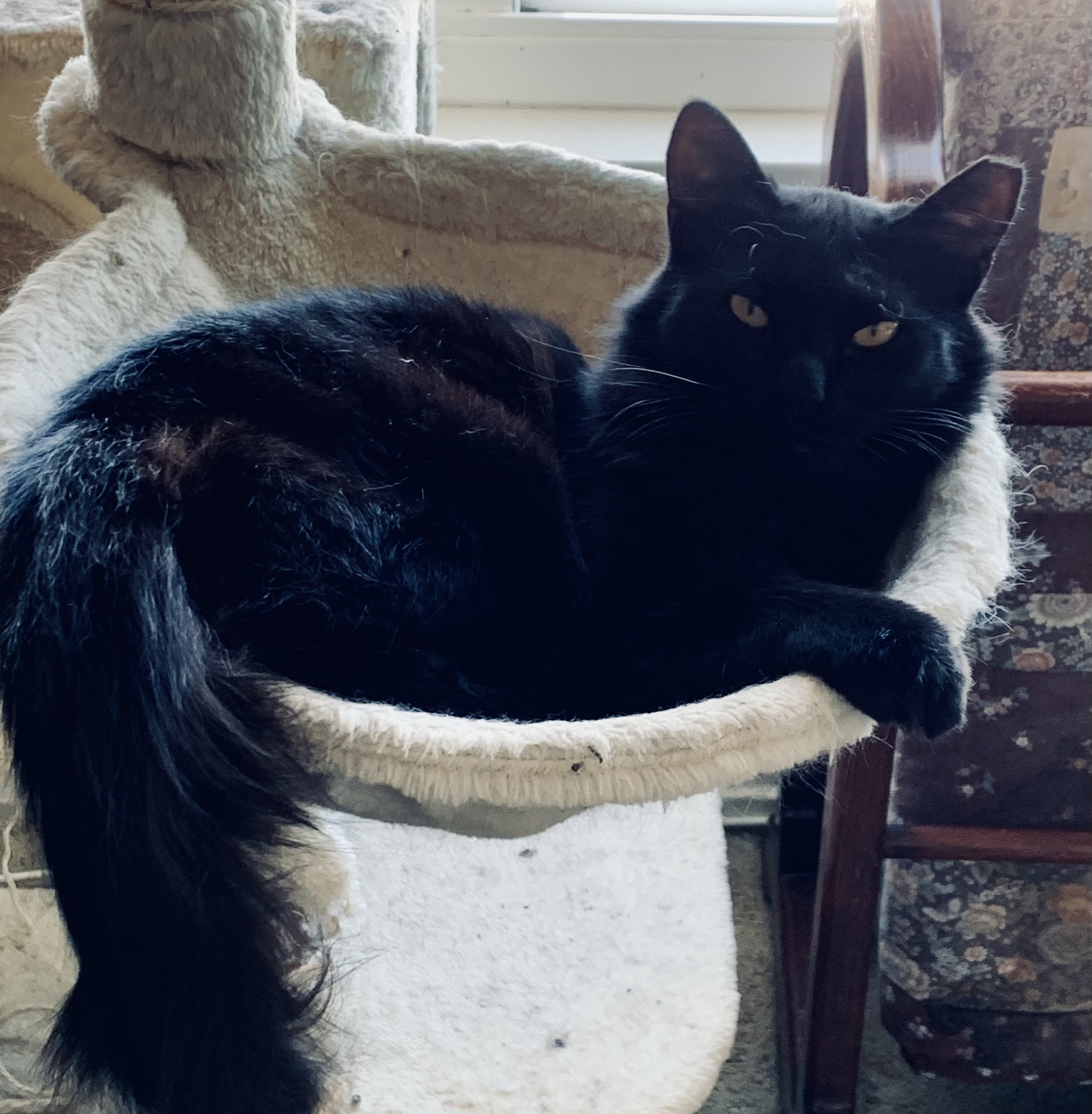 Scarlett, a Adoptable Domestic Medium Hair in Anaheim, CA image 2/4