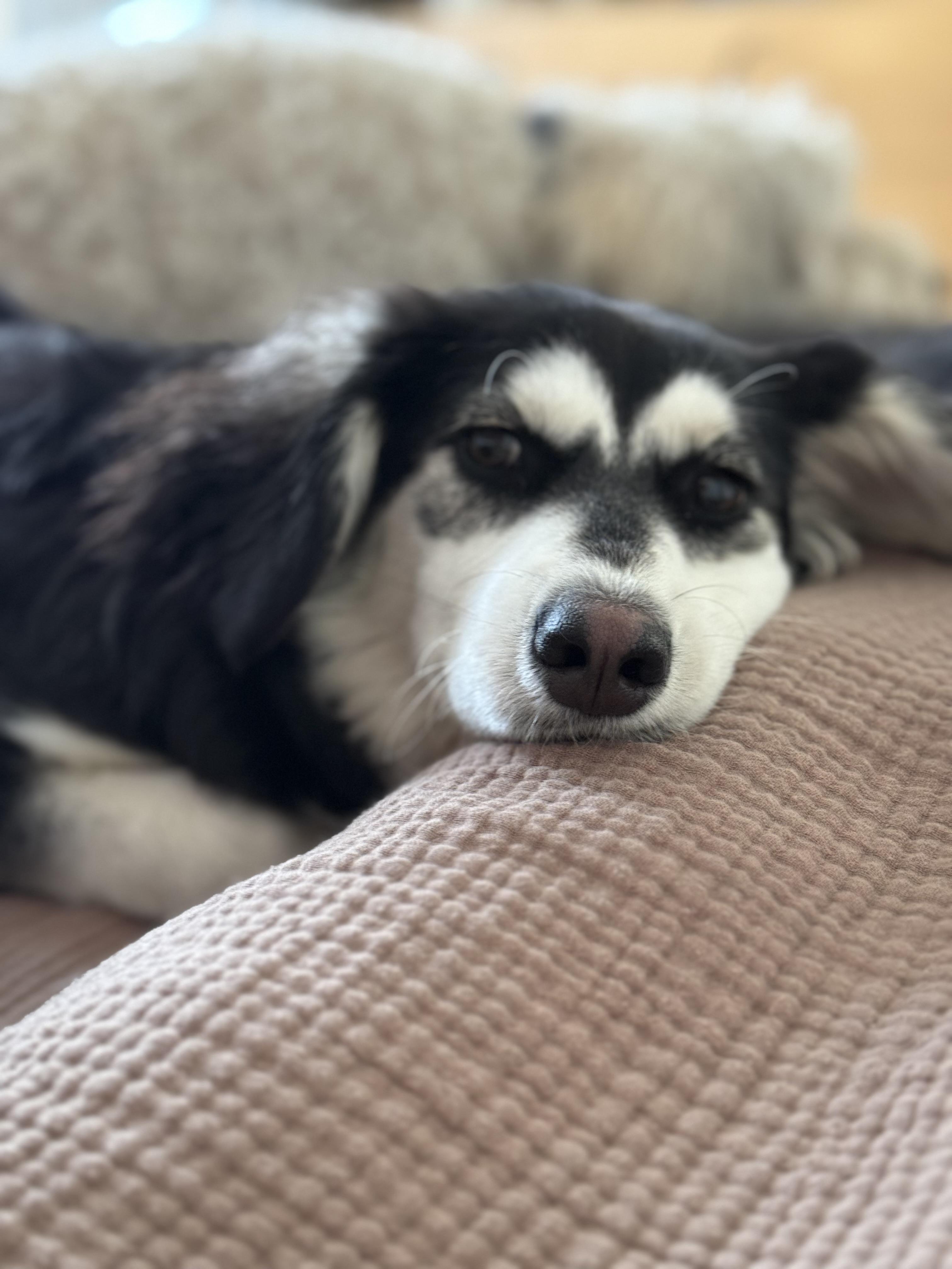 Enlarge Dainty is good with dogs cats and kids , an adopted mixed breed in Los Angeles, CA image 2/5