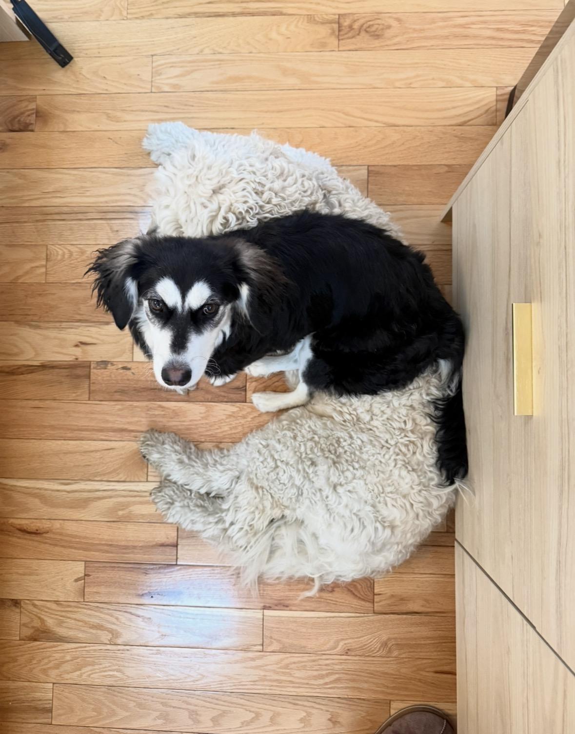 Enlarge Dainty is good with dogs cats and kids , an adopted mixed breed in Los Angeles, CA image 4/5