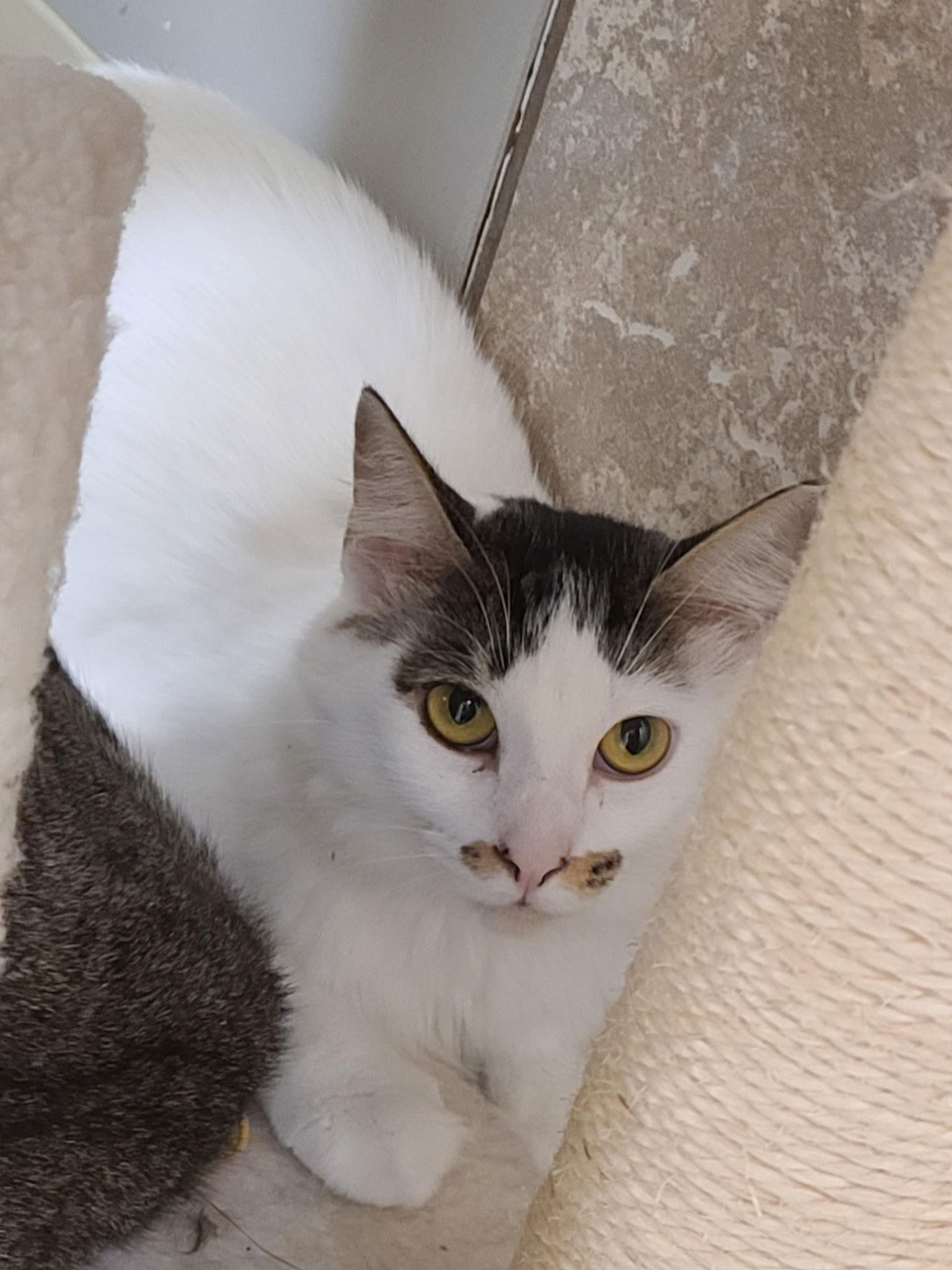 Enlarge Hazel D., a Adoptable Domestic Short Hair in Satellite Beach, FL image 1/2